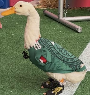 Relacionado: Pato Merlín es ya toda una celebridad.
